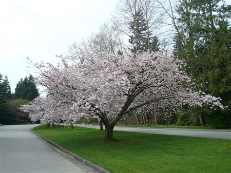 Spring flowering trees like flowering plum, crabapple, dogwood, redbud, magnolia, and flowering cherry trees, such as the yoshino cherry tree and kwanzan redbuds, flowering pear trees, deciduous magnolias, dogwood trees and ornamental cherry trees are the earliest spring bloomers. The 12 Best Flowering Trees for the Garden | Garden Design