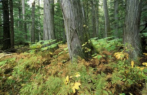 Old Growth Forests Need Your Help Wildsight