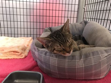 Safe haven for cats is raleigh's no kill shelter serving wake, durham, orange and franklin counties. Raleigh shelter saves cats from Hurricane Irma; looking ...