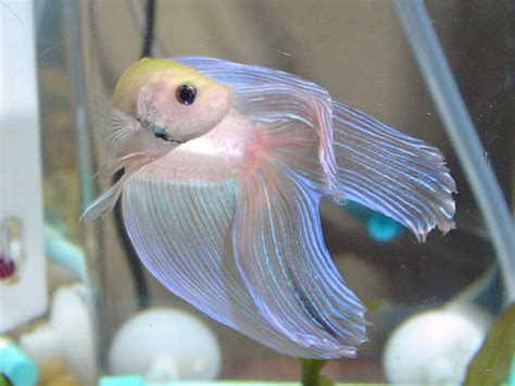 Betta fish coffee mug, cute siamese fighting fish gift, betta lover, beta fish cup, gift for her, him, pet, halfmoon crowntail red pink blue. IKAN PELAGA THE FIGHTING FISH: DOUBLE TAILED BETTA