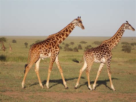 19 Amazing African Animals – Hayo Magazine
