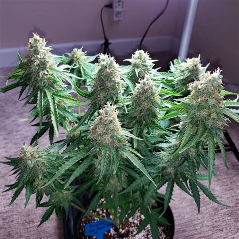 Why Beginners Should Grow Auto Flowering Strains Grow Weed Easy