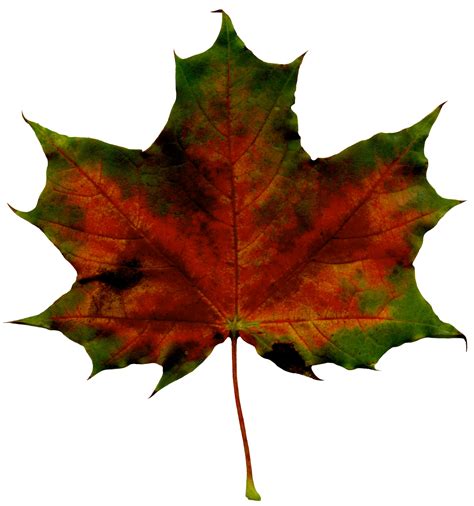 Red Fall Leaf PNG Clipart Image | Gallery Yopriceville ... Find high quality autumn leaves clipart, all png clipart images with transparent backgroud can be download for free!