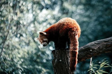 Red Panda On Brown Tree Trunk During Daytime Hd Wallpaper Peakpx