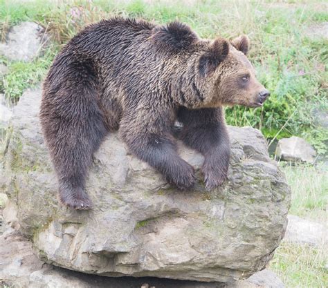 Eurasian Brown Bear Ursus Arctos Arctos 2022 09 14 Zoochat
