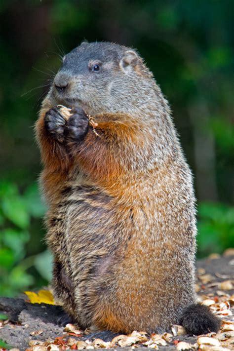 Everything You Need to Know and More About Groundhog Day!
