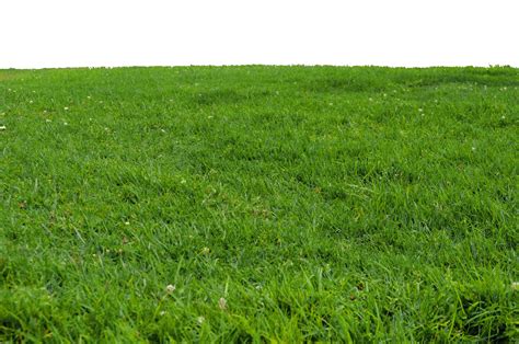 Free Grass Png Transparent Images Download Free Grass Png Transparent
