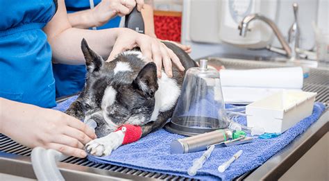 Our accreditation demonstrates our commitment to the highest standards of veterinary care. Dog Surgery & Anesthesia Near Me 70065 - Chateau ...