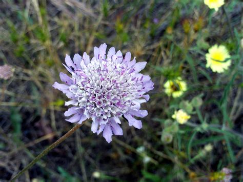 Scabiosa Scabious Pincushion Flower A To Z Flowers