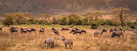 Why East Africa Is The Ultimate Safari Destination