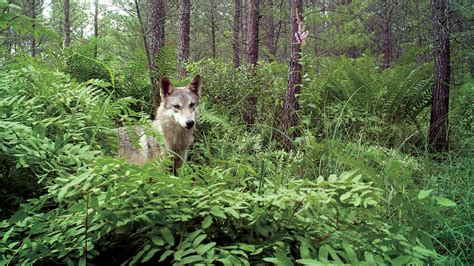 Gray Wolves Fish And Wildlife Service Plans To Lift Protections