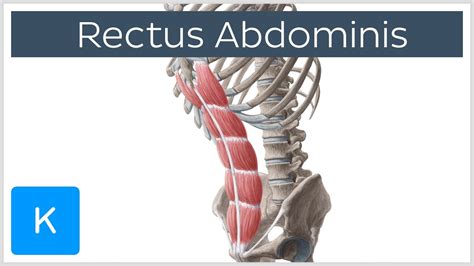 Rectus Abdominis Muscle Overview Anatomy Kenhub Youtube