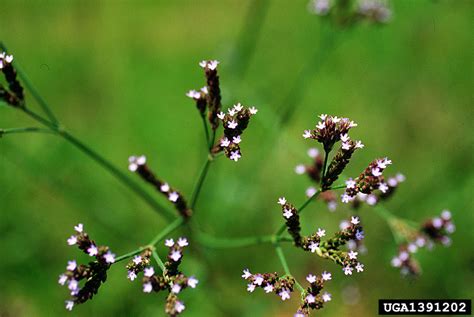 Brazilian Vervain Verbena Incompta