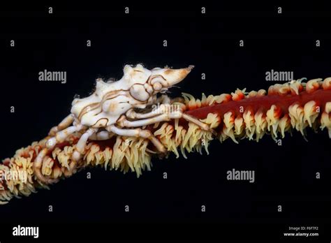 Whip Coral Spider Crab Xenocarcinus Tuberculatus Ambon Indonesia Stock Photo Alamy