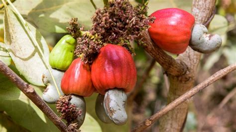 Tree doctrine to first generation derivative evidence. The Most Dangerous Fruits In The World