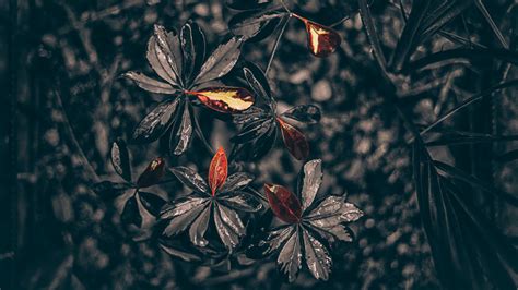 Leaves Plant Drops Black 4k Hd Black Wallpapers Hd Wallpapers Id 67639