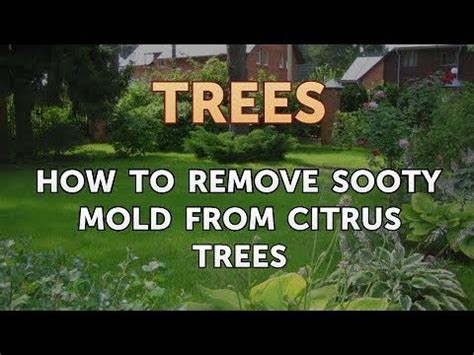Preventative measures for the future. How to Remove Sooty Mold from Citrus Trees - YouTube