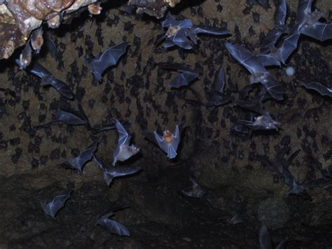 The Night Life Why We Need Bats All The Time Not Just On Halloween