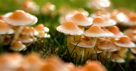 A City In Michigan Just Decriminalized Magic Mushrooms