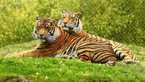 Perfect Couple Perfect Couple Perfection Tiger