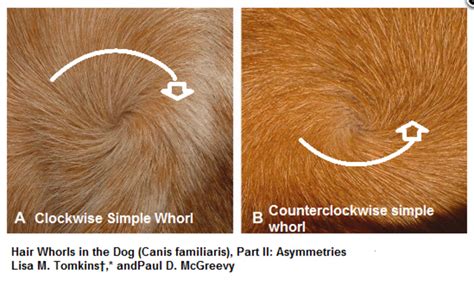 Five Fascinating Facts About Dog Hair Whorls Daily Dog Discoveries