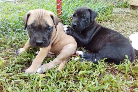 Dachshund puppies for sale in oklahomaselect a breed. Dude: Mastiff puppy for sale near Tulsa, Oklahoma ...