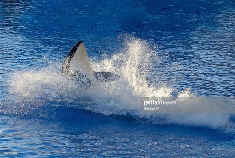 Killer Whale High Res Stock Photo Getty Images