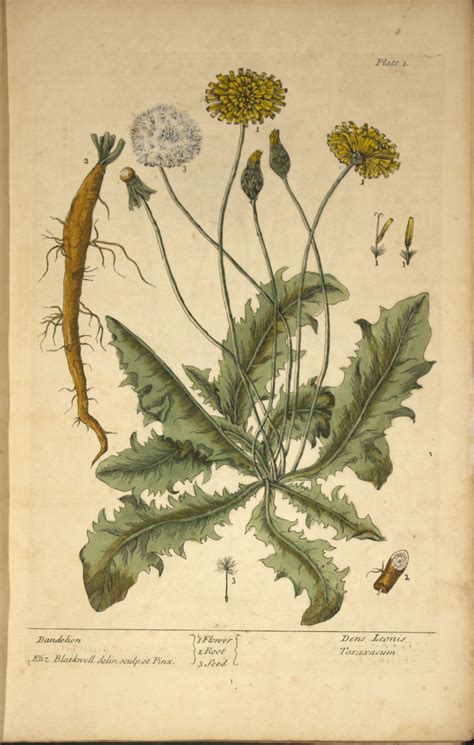 The Dandelion Circulating Now From The Nlm Historical Collections