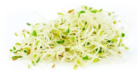 Alfalfa Sprout Organic Alfalfa Seed Certified Organic Non Gmo Etsy Uk