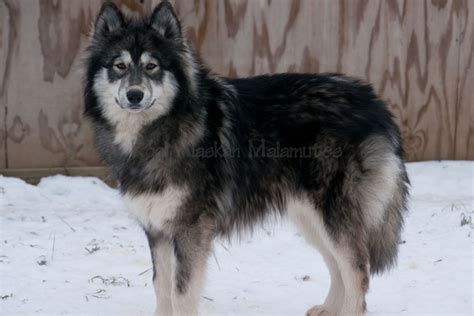 Wolf Husky Hybrid Images And Pictures Becuo