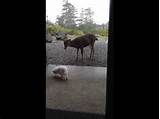Second draw is my future dog. Deer attacks Dog Chihuahua & 2 Point Buck - YouTube