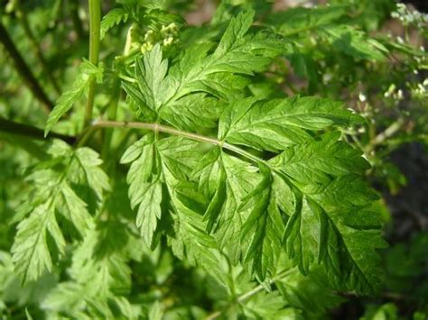 Cow Parsley Leaf Anthriscus Sylvestris Aromatic Plant Plant Leaves