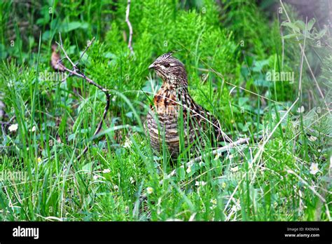 Female Hen Ruffed Grouse Hi Res Stock Photography And Images Alamy