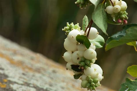 Snowberry Bush Care How To Grow Snowberry Shrubs In 2020 Barnyard