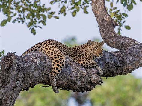 Zambia Safaris For 202223 Naturetrek