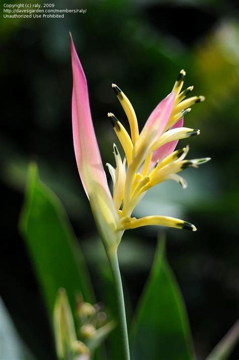 The variegated patterns and slightly different green colour compared to the grass makes it particularly attractive and hope it spreads out from its present location quickly. PlantFiles Pictures: Heliconia, Parakeet Flower, Parrot's ...