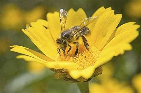 Yep, native plant varieties attract the highest number of bees. Top 10 Flowers That Attract Bees - Birds and Blooms