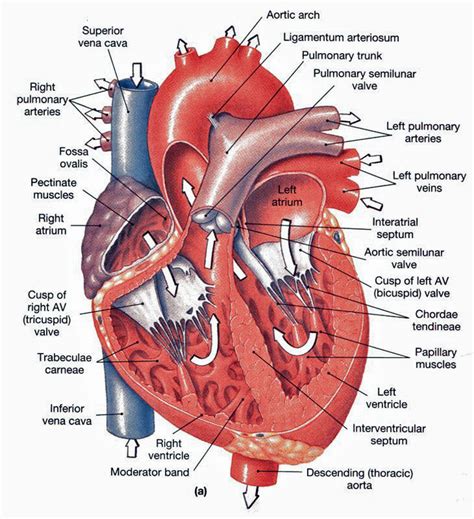 Cardiovescular System Related Multiple Choice Questions And Answers