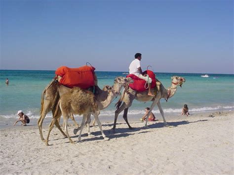 «dromedar #dromedar #reiten #djerba #tunesien #tunis #tunesia #urlaub #ferien #trip #meer. Bild "Dromedar-Reiten" zu Iberostar Hotel Mehari Djerba in ...