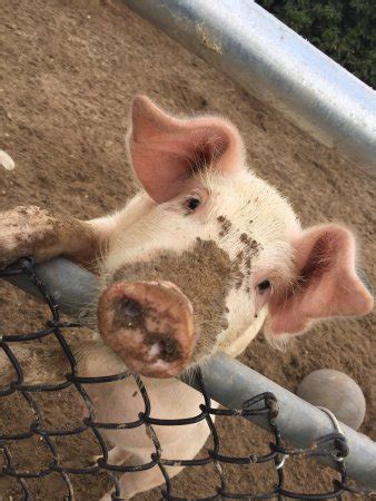 Animal Farm Petting Zoo (Manorville) - 2021 What to Know Before You Go