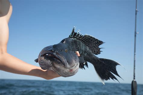 Black Sea Bass Fishing Rigs