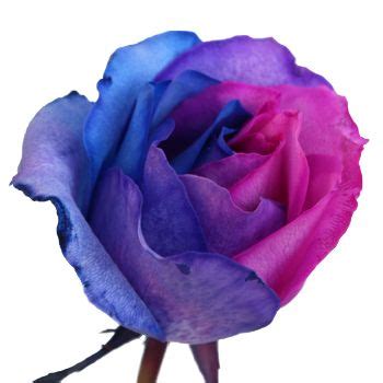 While many flowers are linked to romance and passion, you may be shocked to learn that some of the depending on its color, salvia can have several different meanings. Blue, Pink, and Purple Rainbow Roses | DIY Wedding Roses ...