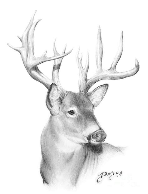 Whitetail Deer Drawing By Larry Dez Dismang