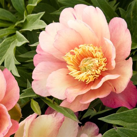 Paeonia Itoh Julia Rose Pivoine Itoh Pivoine Hybride Arbustive Et