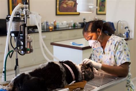 Petplan is the uk's favourite pet insurance provider with over 40 years of experience. Dental Health plays a critical role in your pet's overall ...