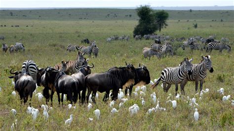 Serengeti Animals | Serengeti wildlife | Serengeti tours | Serengeti