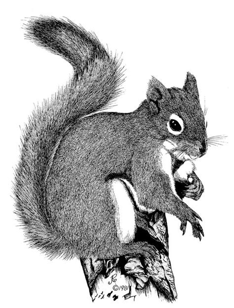 Well protected and took a little time to get here because of customs, but well worth the wait. 284 best images about SQUIRRELS- SKETCHES on Pinterest ...