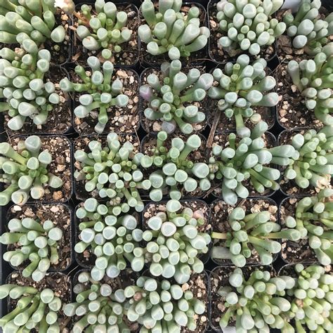 Fenestraria Aurantiaca Baby Toes Succulent 2 Pot Little Prince To Go