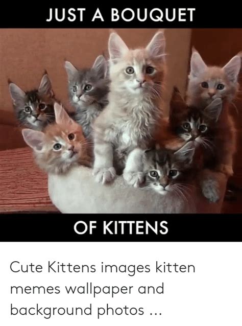 Just A Bouquet Of Kittens Cute Kittens Images Kitten Memes Wallpaper And Background Photos