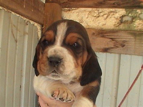 Loading… raleigh, nc 27601 change. AKC Basset Hound Christmas Puppies FOR SALE ADOPTION from ...